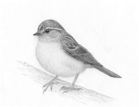 Realistic Pencil Drawings of Birds - Fine Art Blogger | Bird pencil ...