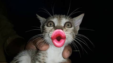 Kitten Meow||Funny Meowing Kitten With Lovely Lips - YouTube