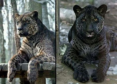 Jaglion | Adorkable Animals | Pinterest | Beautiful creatures, Wild ...