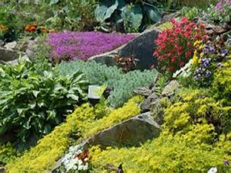 Rockery Plants For Shade - Plants BC