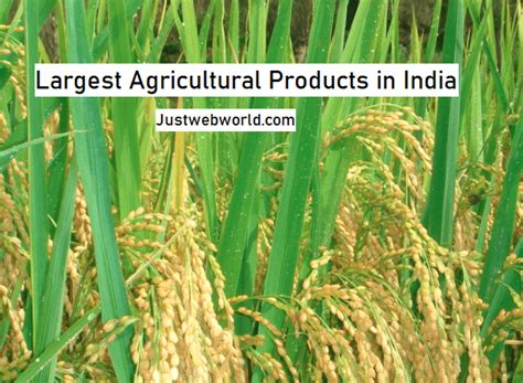 Top Largest Agricultural Products In India – JustWebWorld