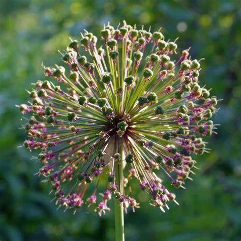 Garlic - growing, planting, harvest, varieties and smart tips for ...