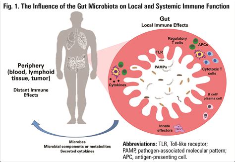 The Role of Gut Microbes in Response to Immunotherapy