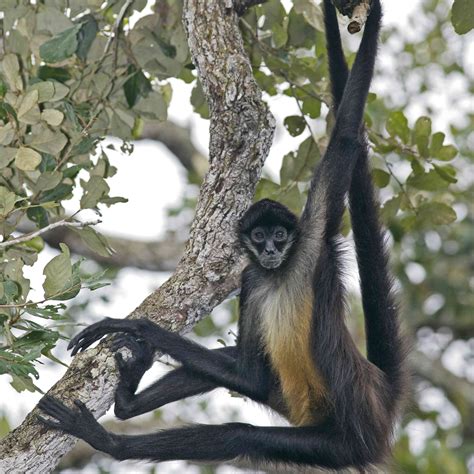 11 Things You Didn't Know About Monkeys