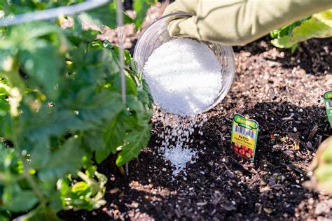 Can Epsom Salts Help Your Garden Thrive?