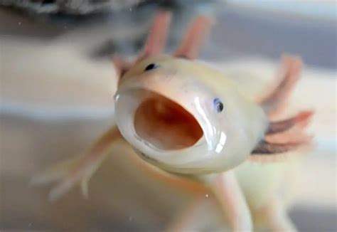 Do Axolotls Bite? Does Axolotl Bite Hurts? - Amphibian Life