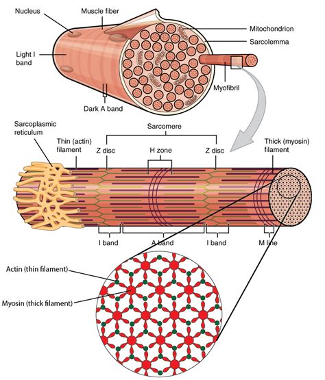 Skeletal Muscle Fiber Structure