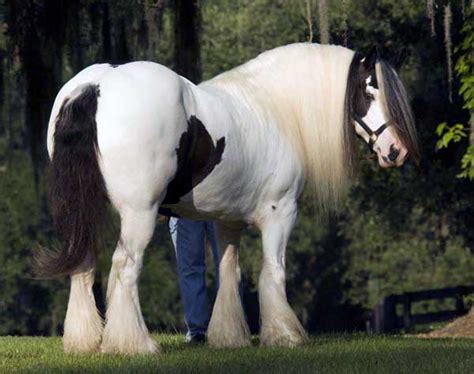 Gypsy Vanner Horse History & Profile- Gypsy Vanner Horse Society ...