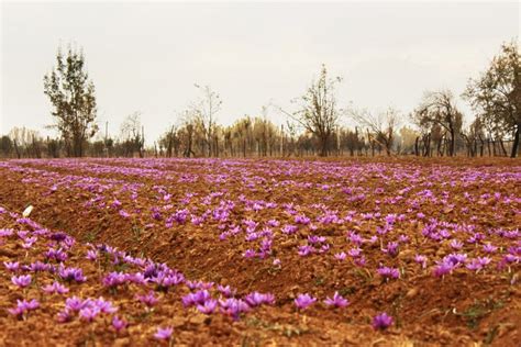 Kashmir's Saffron Farmers Face Ruin as Iran Rules Expensive Spice Trade