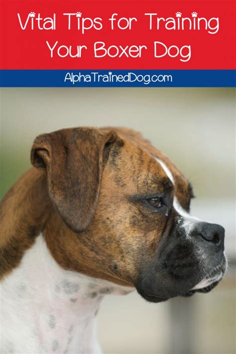 Boxer Dog Training Tips for Success - Alpha Trained Dog