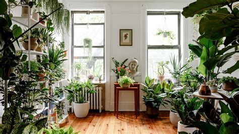 3 Easy Steps to Transform Your Living Room with Plant Decor