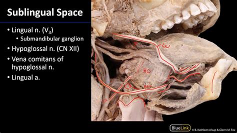 Floor Of Mouth Anatomy | Review Home Co