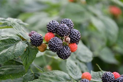 What Does A Black Raspberry Look Like – Raspberry