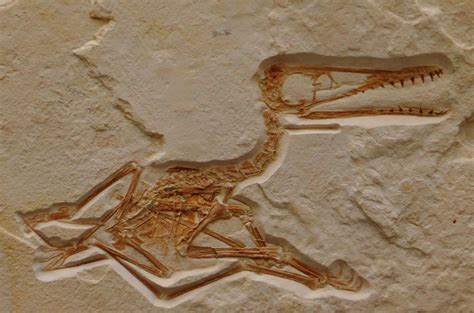 Pterosaur Fossils & Teeth For Sale - FossilEra.com