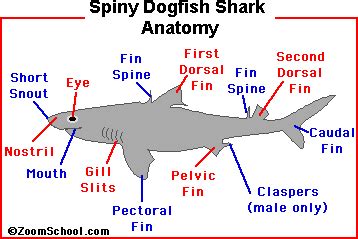 SPINY DOGFISH SHARK - Zoom Sharks