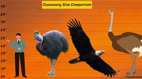 Cassowary Size Explained & Compared Ostrich, Emu, Human