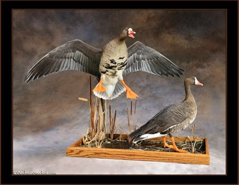 Specklebelly Goose Mounts- Waterfowl Taxidermy