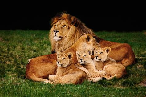 Lion family. A lion family with three cubs, the male and the female ...