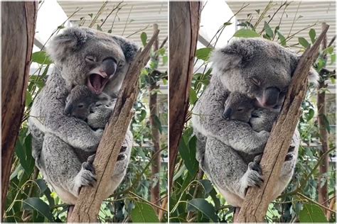 Mother Koala Snuggles Her Baby in Adorable Clip, Melts Netizens' Hearts