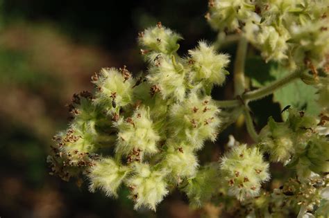 Zoapaxtle (Montanoa tomentosa) Tomentosa, Red Peppercorn, Condiments ...