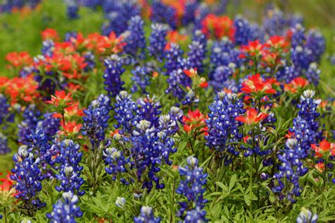 10 Texas Springtime Wildflowers