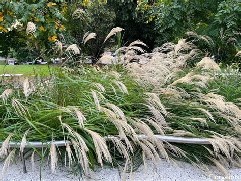 Top 16 Types of Ornamental Grass for Your Garden | Florgeous