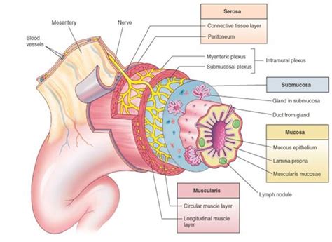 Gastrointestinal Tract Histology - USMLE Strike