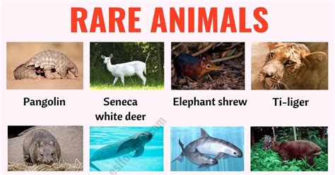 Rare Animal Species In World