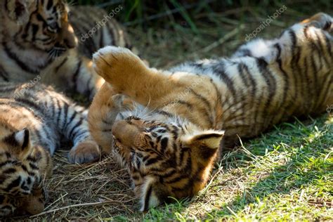 tiger cubs playing — Stock Photo © VadimBorkin #122756910