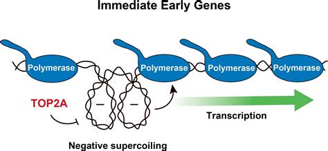 DNA Supercoiling: DNA Structure Itself Is Involved in Genome Regulation