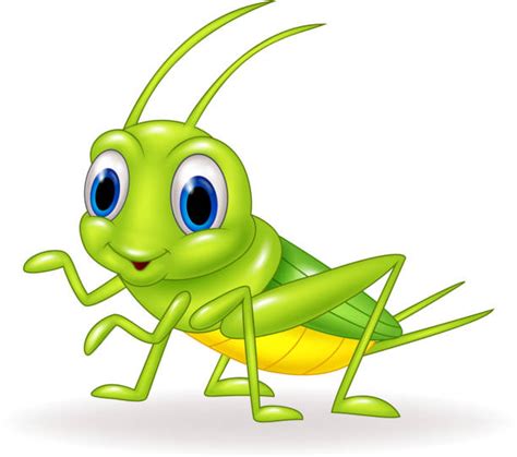 Cricket Animal Cartoon Clip Art, Vector Images & Illustrations - iStock