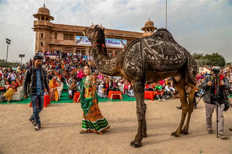 The international camel festival in Bikaner - Media India Group