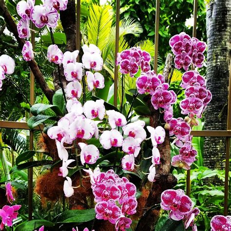 National Orchid Garden - 299 Photos & 26 Reviews - Botanical Gardens ...