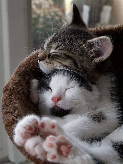 The 25 Most Important Kitten Hugging Techniques | Cute animals, Kittens ...