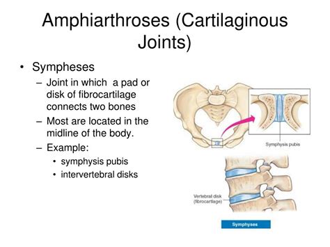 Amphiarthrosis Joints Examples