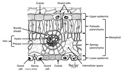 Plant Leaf Cross Section