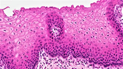 Histology (Epithelial Tissue) Teaching Resources Mikaela Stiver