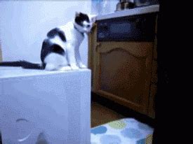 misundersataning gif cats gif | WiffleGif