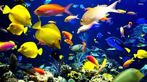 3D Fish Desktop Wallpapers - Top Free 3D Fish Desktop Backgrounds ...