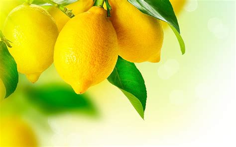 Lemons, card, lemon, fruit, green, yellow, leaf, HD wallpaper | Peakpx