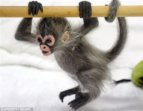 What a cutie! Baby spider monkey abandoned at birth runs amok at ...