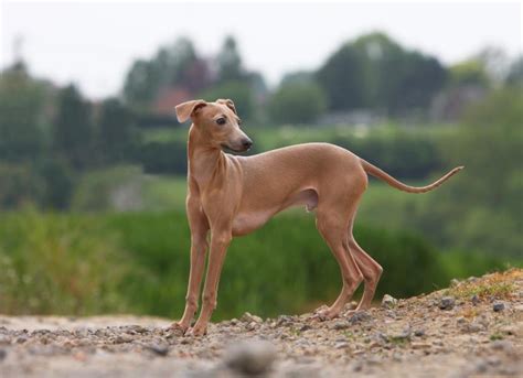 Italian Greyhound Dog Breed Health and Care | PetMD