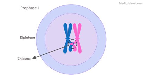 Prophase 1