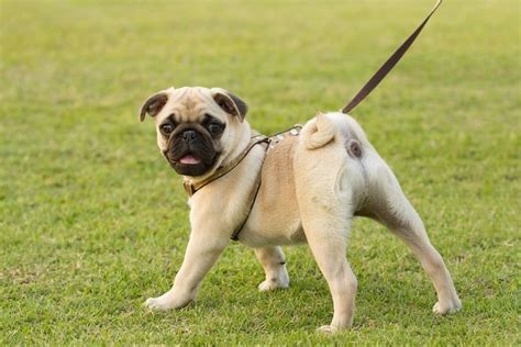 28 Pug Mixed Breeds: An Overview (With Pictures) | Hepper