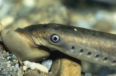 Lamprey Eel Habitat – My planet blog