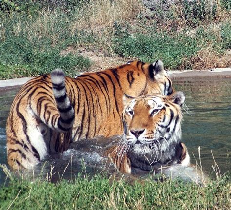 The Gallery: Boise Zoo Big Cats