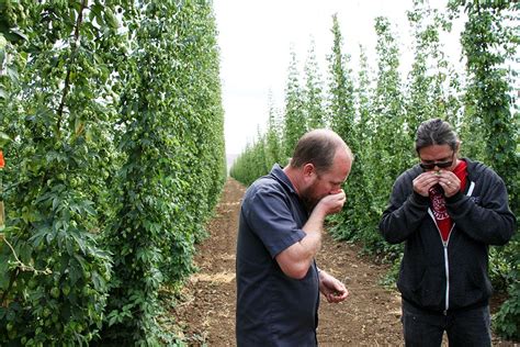 The Magic of Hop Harvest - Imbibe Magazine