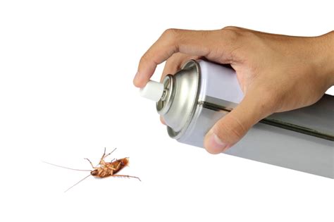 5 Signs of a German Roach Infestation and How to Get Rid of Them