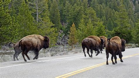 Buffalo'S Bison Yellowstone - Free photo on Pixabay