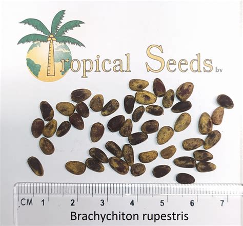 Brachychiton rupestris Seeds